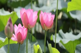 秋天開什么花，常見的有荷花、睡蓮等