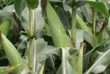 沽玉658玉米栽培技術(shù)要點(diǎn)，中抗穗腐病