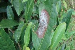 茶輪斑病的發(fā)病條件，茶園應(yīng)避免捋采或強采