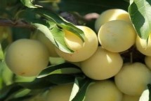李子樹苗種植技術(shù)，一般在秋季落葉后至春季發(fā)芽前定植