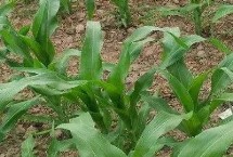 HL500玉米栽培技術(shù)要點(diǎn)，適宜密度為每畝5000株左右