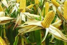 道育88玉米栽培技術(shù)要點，生育期119天左右