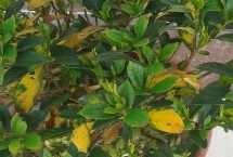 梔子花什么時候適合剪枝，找準原因?qū)ΠY治療