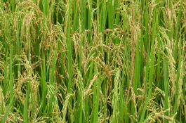 蘇研麥017小麥栽培技術(shù)要點(diǎn)，比對照品種揚(yáng)麥20早熟1天