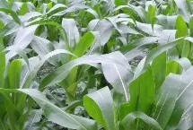 先耕303玉米栽培技術要點，足墑播種