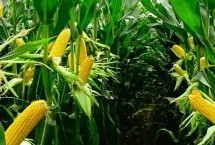 安科985玉米栽培技術(shù)要點(diǎn)，適宜播種期6月上中旬