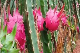 火龍果的主要產(chǎn)地，原產(chǎn)于中美洲的巴拿馬、哥倫比亞等地