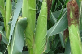 北玉10號(hào)玉米栽培技術(shù)要點(diǎn)，屬于高稈大穗型品種
