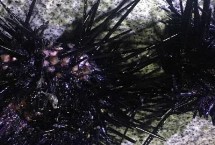 海膽怎么吃，產(chǎn)地為海南島、大連等沿海地區(qū)
