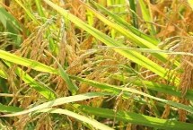 沈農(nóng)625水稻栽培技術(shù)要點，4月上旬播種