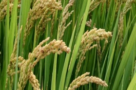 川綠優(yōu)907水稻栽培技術(shù)要點，注意防治稻瘟病