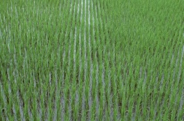 稻峰1號(hào)水稻栽培技術(shù)要點(diǎn)，中抗穗頸瘟