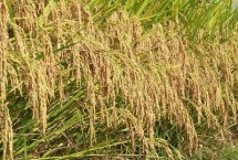 杉兩優(yōu)636水稻栽培技術(shù)要點，肥力偏低田塊適當增加密度
