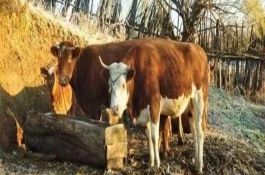 牛吃草又少又慢怎么辦，根據(jù)引發(fā)原因使用對應(yīng)藥物