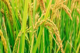 隆兩優(yōu)3188水稻栽培技術(shù)要點，每畝有效穗數(shù)15.0萬穗