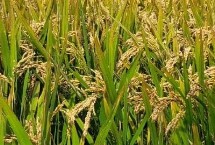 吉粳538水稻栽培技術(shù)要點(diǎn)，中晚熟品種
