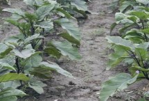 茄子哪個(gè)季節(jié)成熟，選擇適應(yīng)當(dāng)?shù)胤N植的品種