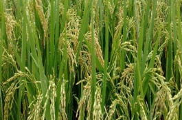 豐兩優(yōu)香一號(hào)水稻栽培技術(shù)要點(diǎn)，每畝有效穗數(shù)16.2萬穗