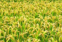 廣8優(yōu)龍絲苗水稻栽培技術(shù)要點，全生育期150.7天