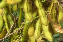 吉育653大豆栽培技術要點，一般5月中上旬播種