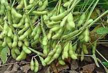 圣育24大豆栽培技術(shù)要點(diǎn)，屬早熟高蛋白夏大豆品種
