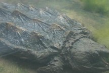 鱷龜能不能同時(shí)養(yǎng)幾只，一起飼養(yǎng)容易發(fā)生爭斗