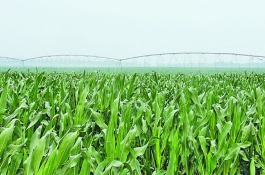 大德216玉米栽培技術(shù)要點(diǎn)，適宜播期4月下旬至5月上旬