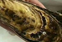 太平洋牡蠣的產(chǎn)地，發(fā)黑的肉塊都不能吃