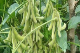 安豆7號大豆栽培技術要點，全生育期結合追肥中耕兩次