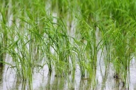花優(yōu)357水稻栽培技術(shù)要點(diǎn)，全生育期157.0天