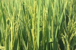 云資粳84號(hào)水稻品種介紹，全生育期195.3天
