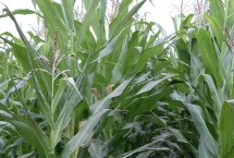 隆平928玉米栽培技術(shù)要點(diǎn)，4月下旬至5月上旬播種