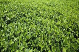 華夏17號大豆栽培技術(shù)要點，肥力低的地塊重施底肥