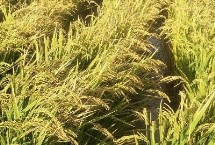 野香優(yōu)巴絲水稻栽培技術(shù)要點(diǎn)，全生育期121.2天