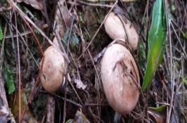 野生烏樅菌的生長條件與環(huán)境，有人工種植的烏樅菌