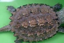 鱷龜不想養(yǎng)了怎么處理，可以送到當(dāng)?shù)氐乃屦^