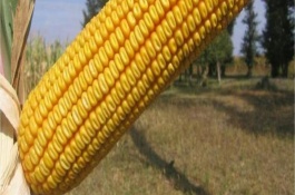 群策128玉米栽培技術(shù)要點(diǎn)，每畝種植3200株