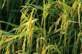 明優(yōu)528水稻栽培技術(shù)要點，插植密度23厘米×23厘米