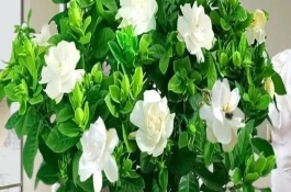 室內(nèi)可以養(yǎng)梔子花嗎，室內(nèi)是可以養(yǎng)梔子花的