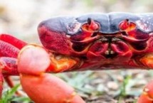海紅蟹和梭子蟹的區(qū)別，價(jià)格和外形均不同