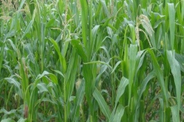 爍源558玉米栽培技術(shù)要點(diǎn)，中等肥力以上地塊栽培