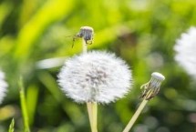 蒲公英有哪些產(chǎn)地，主產(chǎn)于河北、山西、陜西、湖南等多個省份