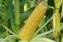 金禾905玉米栽培技術(shù)要點，結(jié)合每畝施尿素15千克