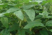 黔豆13大豆栽培技術(shù)要點，全生育期116.9天