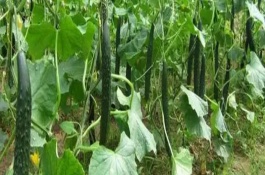 哪些蔬菜可以在6月份種植，適合選擇黃瓜、番茄、豇豆等品種