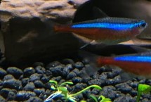 如何讓寶蓮燈魚發(fā)色，適合PH在5.5-7之間的弱酸性水體中養(yǎng)殖