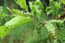 芒果葉疫病防治辦法，嚴重時會導致葉片全部枯死掉落