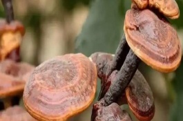 如何區(qū)分野生靈芝與人工培育靈芝，可以從色澤、大小等方面區(qū)分