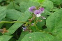 青鮮豆3號大豆栽培技術(shù)要點，遼寧省春播生育期104天