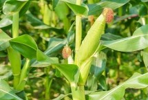 京農(nóng)科829玉米栽培技術(shù)要點(diǎn)，高抗莖腐病